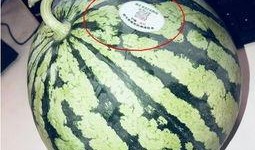 网红qq吃瓜,揭秘娱乐圈幕后真相